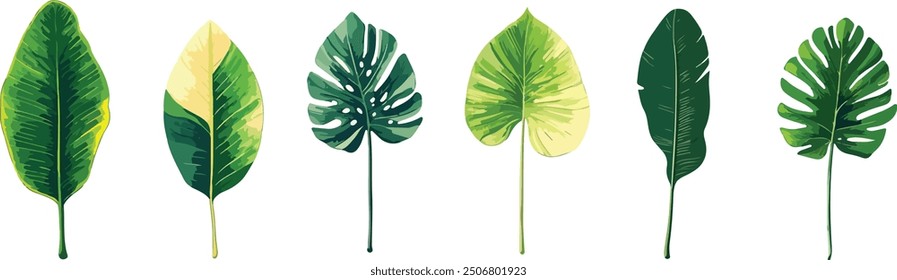 A collection of various green leaves illustrated in different shapes and sizes.