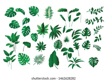 collection various of green Tropical leaves concept, isolated  elements on  white background