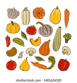 Collection of various hand drawn vegetables. Vector illustration