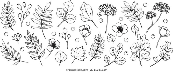 Eine Sammlung verschiedener handgezeichneter botanischer Elemente, darunter verschiedene Arten von Blättern, zarte Blumen und Beerenhaufen, die alle in einem einfachen Linien-Art-Stil gerendert sind.