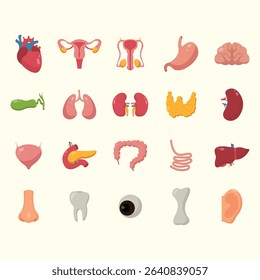 Collection of various human body organs and parts, depicted in a cartoon-style, flat illustration.  The image shows a range of organs