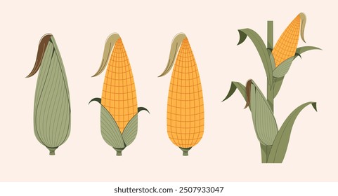 A collection of various illustrations of corn. Fall crops.