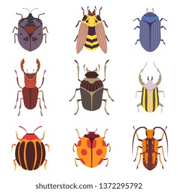 Collection of Various Insects Species, Bugs, Beetles, Wasp, Top View Vector Illustration