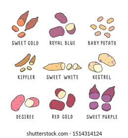 Collection of various kinds of potato, colored illustration Hand drawn vector drawings set of cliparts isolated Organic healthy diet food. Sweet yam, desiree, kipfler, purple and other vegetable sorts