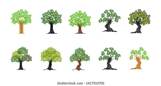 collection of various kinds of tropical forest trees