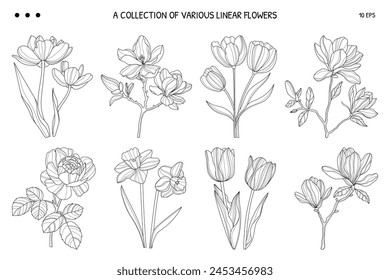 A collection of various linear flowers. Flower set. Varieties of different flowers. Linear flowers. Botany. Vector illustrations of flowers	