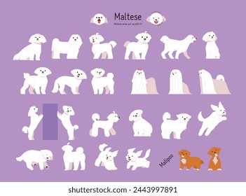 A collection of various Maltese actions and poses. flat vector illustration.