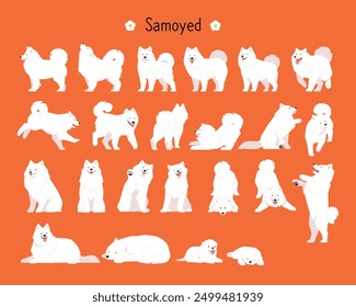 Una colección de varios movimientos de un peludo Samoyed. Ilustración vectorial plana.