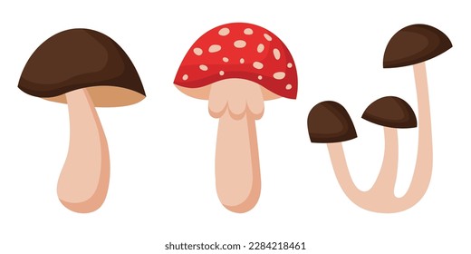 Collection of various mushrooms on a white background.
Set of vector illustrations of poisonous and edible mushrooms. Types of forest mushrooms.