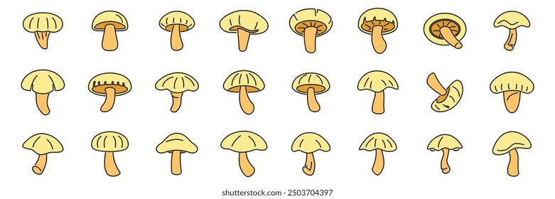 Collection of various mushrooms, showcasing their unique shapes and sizes