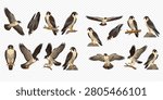 A collection of various peregrine falcon illustrations, showcasing different poses, actions, and perspectives of these majestic birds of prey.