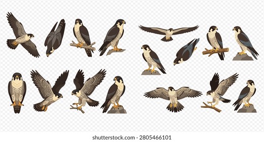 Una colección de varias ilustraciones de halcones peregrinos, mostrando diferentes poses, acciones y perspectivas de estas majestuosas aves de presa.