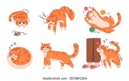 A collection of various poses of a cute yellow cat. Cat vector illustration.