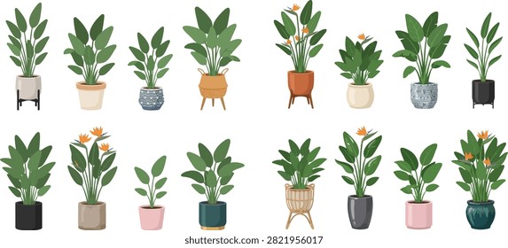 A collection of various potted houseplants, including bird of paradise plants, in different styles of planters and pots, against a white background.