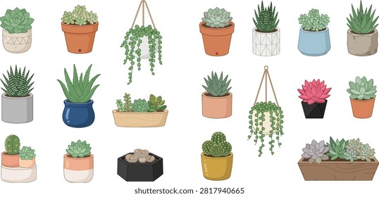 A collection of various potted succulents and cacti, showcasing different shapes, sizes, and colors of plants in diverse containers.