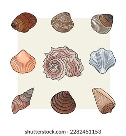 Colección de varias conchas marinas.