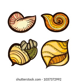 Collection of various seashells isolated on white background. Set in colored sketch style. Hand drawn vector illustration