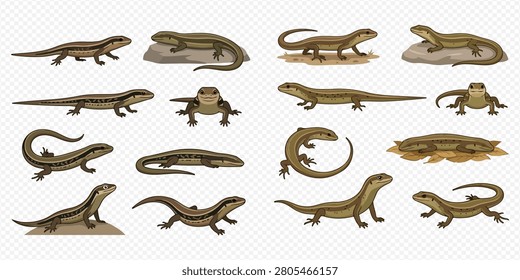 A collection of various skinks and lizards, showcasing different poses and angles of these reptiles, isolated on a transparent background.