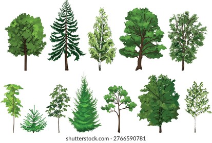 Collection of various trees. Deciduous and coniferous tree set. Oak, horse chestnut, birch, spruce vector illustrations isolated on white