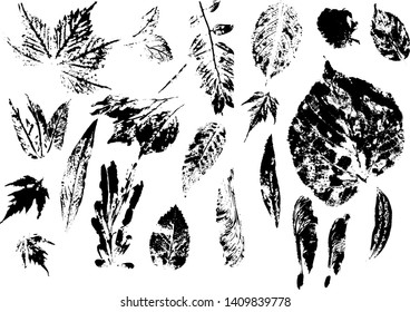 Collection of various vector leaves. 