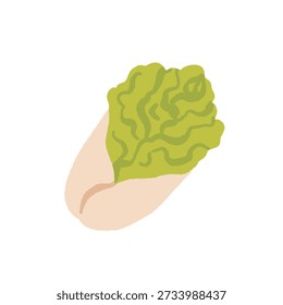 Colección de varios vegetales aislados sobre fondo blanco. Comida vegetariana saludable. Paquete de cultivos naturales orgánicos, ensaladas, verduras y hierbas. Ilustración vectorial colorida en estilo plano de la historieta