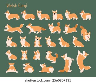 A collection of various Welsh Corgi movements. flat design style illustration.