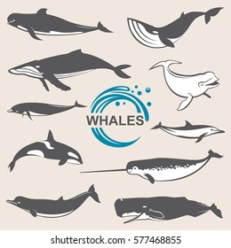 Collection of various whales species images. Vector illustration