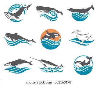 Collection of various whales species images. Vector illustration