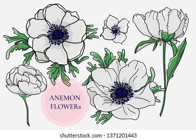 Collection of vector anemones and peonies.  