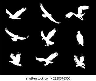 collection of vector  bald eagle logos