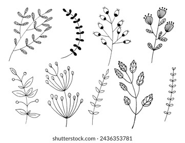 Colección de plantas botánicas vectoriales. Plantas vectoriales individuales, ramas y flores en un diseño de tiza esquemática. Un conjunto de garabatos botánicos dibujados a mano para postales, invitaciones y logotipos.