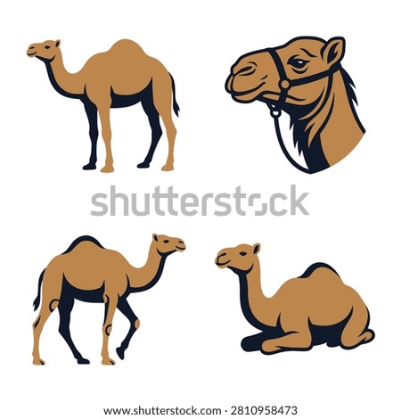 Collection of vector camel illustrations featuring standing walking and resting poses with a head portrait