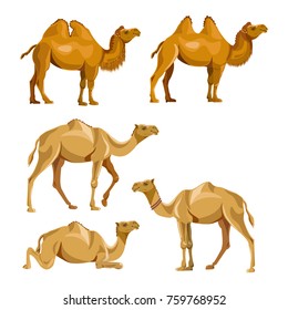 Collection of vector camels isolated on a white background. Bactrian and dromedary.