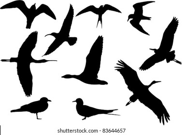 Collection of vector clip art waterbird silhouettes