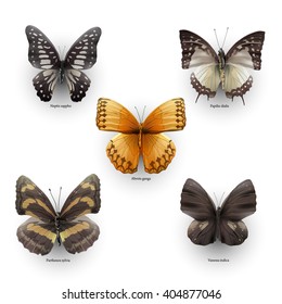 collection of vector colorful butterflies for design