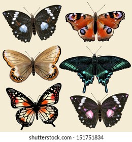 Collection of vector colorful realistic butterflies for design