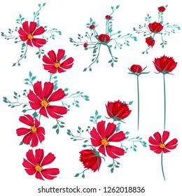 Collection of vector cosmos flowers for design