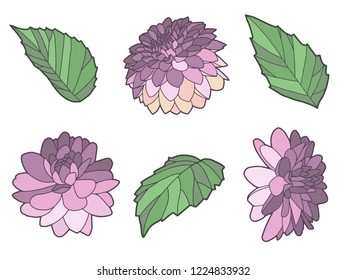 Collection of vector Dahlia flower and leaves illustration