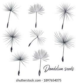 Dandelion seed location