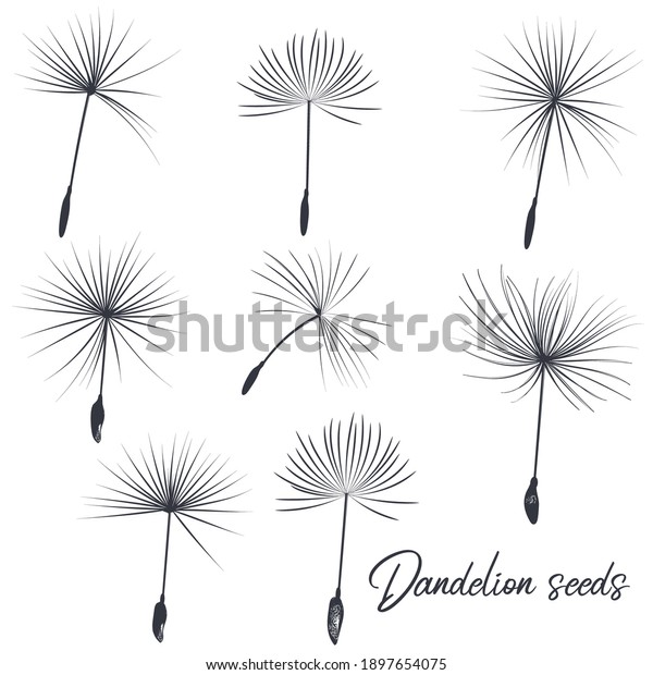 Collection Vector Dandelion Seeds Stock Vector (Royalty Free ...