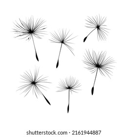 Collection of vector dandelion seeds isolated on white background. Vector illustration.