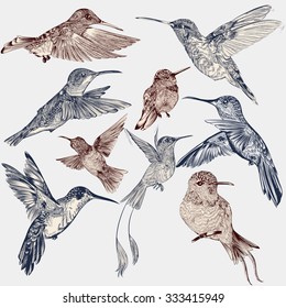 Collection of vector decorative hummingbirds in vintage engraved style