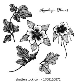 Collection of vector detailed black hand drawn sketch Aquilegia flowers illustration. Beautiful floral Columbine symbols for greeting cards design, wedding and birthday decoration, sticker, logo