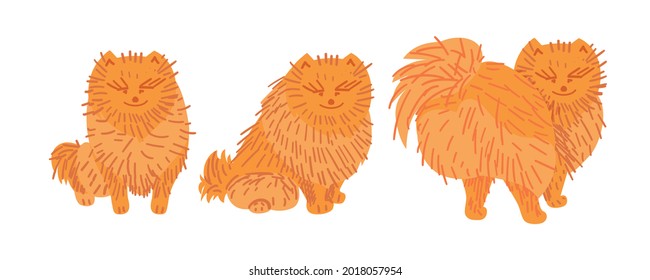 Collection of vector drawing of cute pomeranian dog. Lovely pet. Vector illustration of a cute happy pomeranian dog in different poses in cartoon style isolated on a white background.