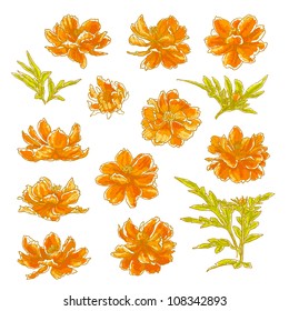 Collection of vector drawn cosmos flowers in watercolor style. Isolated on white background.
