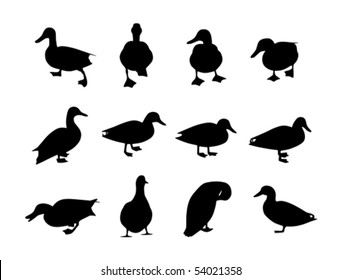 collection of vector duck silhouettes on white background