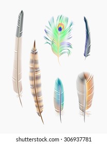 Collection of vector feathers on white background