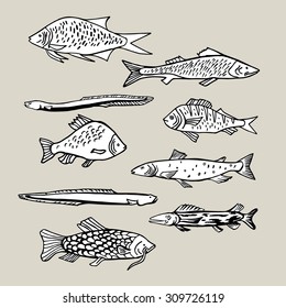 Collection Of Vector Fish. Hand Drawn Illustration.