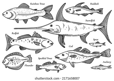 Collection of vector fish illustration.Scetch seafood set. Rainbow trout, haddock, swordfish, redfish, cod, sprat, cod, anchovy speckled trout flounder doodle set