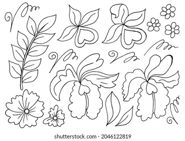 Colección de elementos florales vectoriales. Flores y hojas en estilo de dibujar a mano. Orquídeas, hojas y rizos